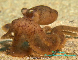 Caribbean Baby Octopus at Crash Boat Dive site in Aguadil... by Victor J. Lasanta 